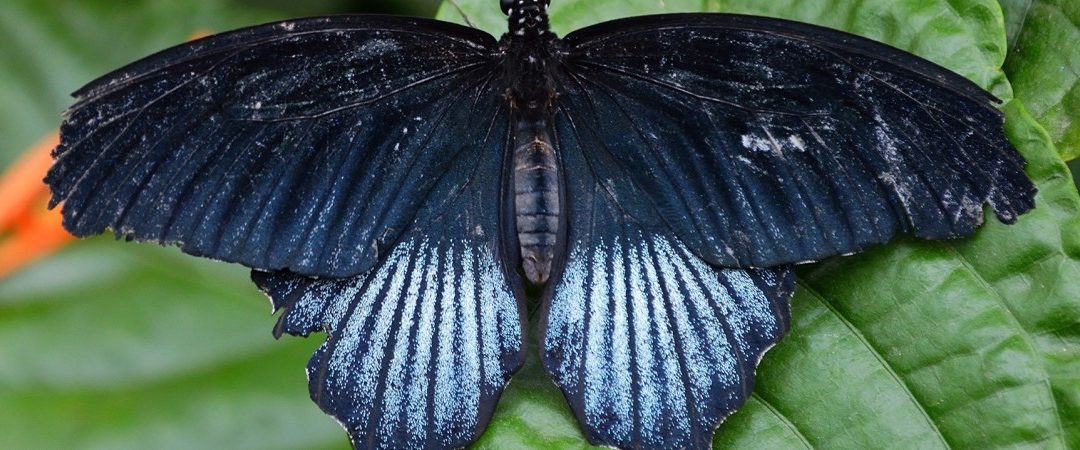 Black Butterfly Meaning Mythology Merchant