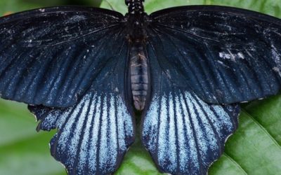 Black Feather Meaning, What Does the Black Feather Mean?