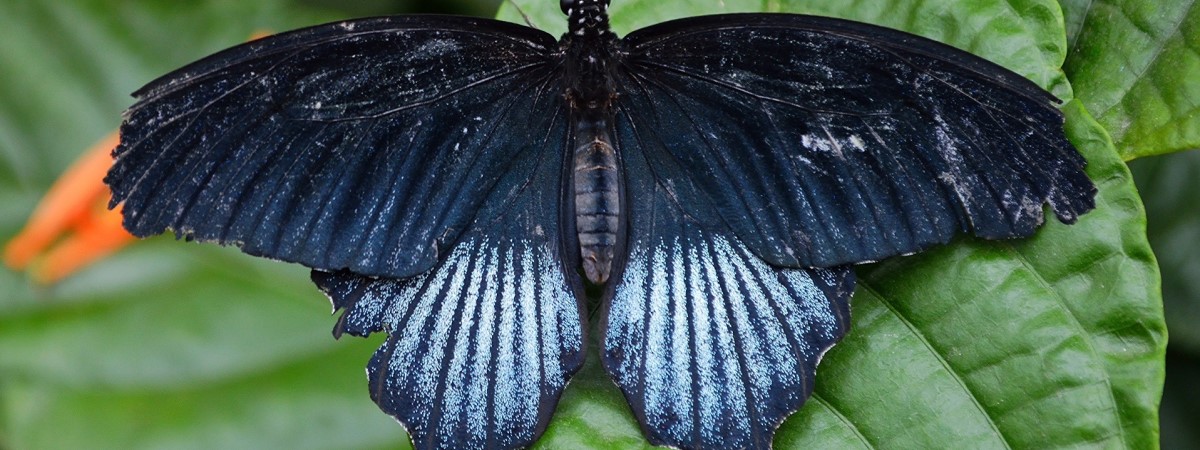 What does it mean if you keep seeing white butterflies?