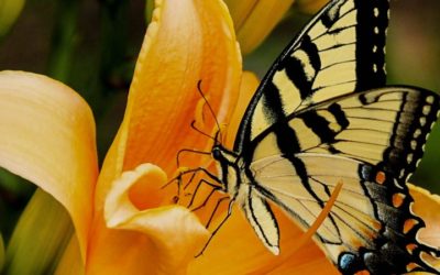 How To Interpret A Black And Yellow Butterfly Meaning