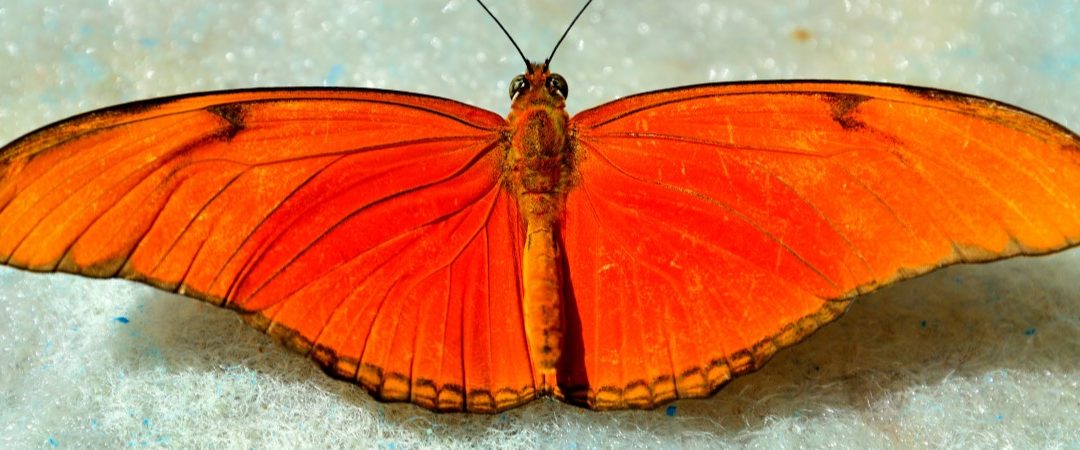 What Does A Red Butterfly Mean?