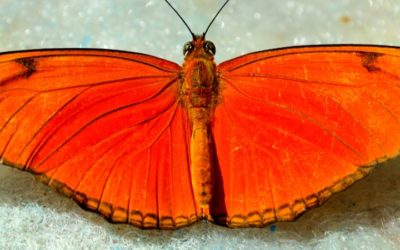 What Does A Red Butterfly Mean?