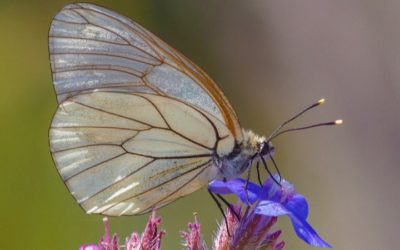 What is the Gray Butterfly Meaning?