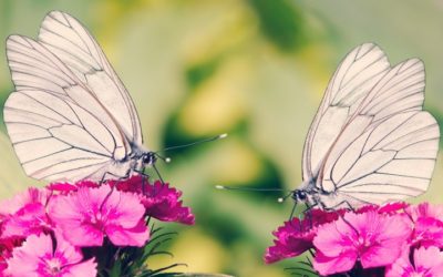 White Butterfly Meaning And Significance