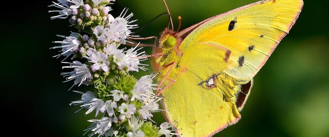 What Is The Yellow Butterfly Spiritual Meaning?