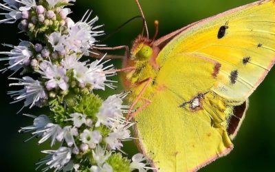 What Is The Yellow Butterfly Spiritual Meaning?