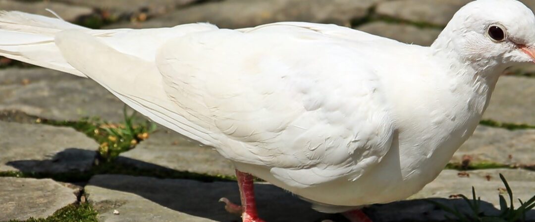 What do White Birds Symbolize?