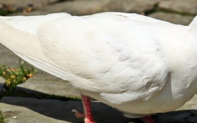 What do White Birds Symbolize?